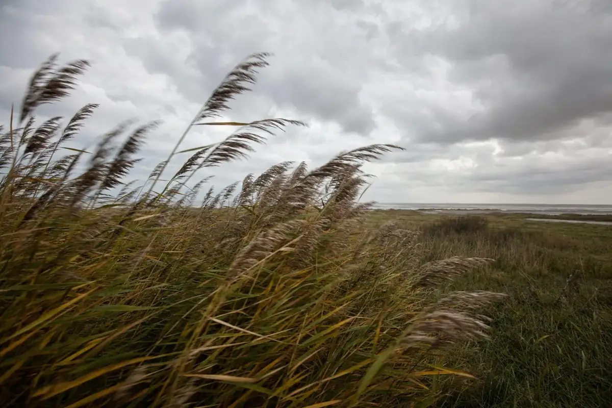 Schilf biegt sich im Wind